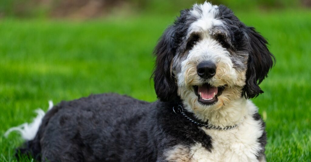 The History of the Bernedoodle Dog Breed – Bernedoodle world