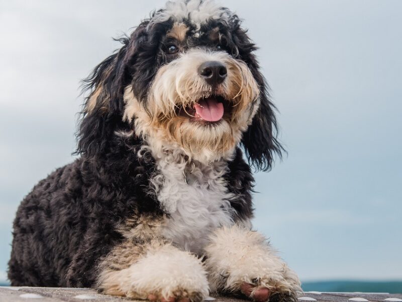 The Three Bernedoodle Sizes: Tiny, Mini, and Standard – Bernedoodle world